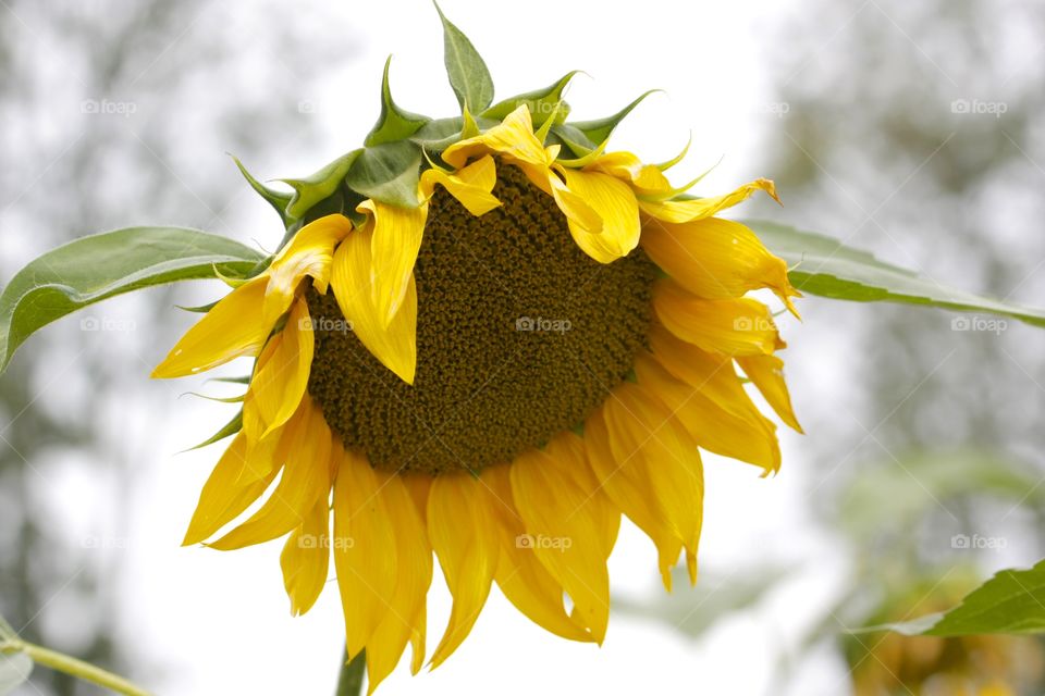 Close-up of sunflower