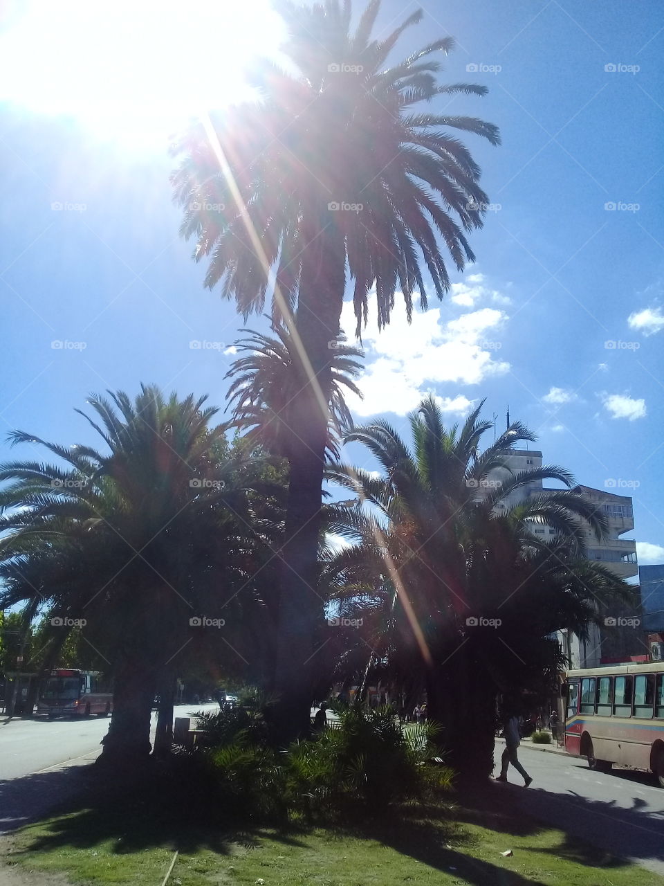 imagen de un conjunto de palmeras cargadas de frutos en una tarde plena de sol en una avenida de pueblo muy transitada.