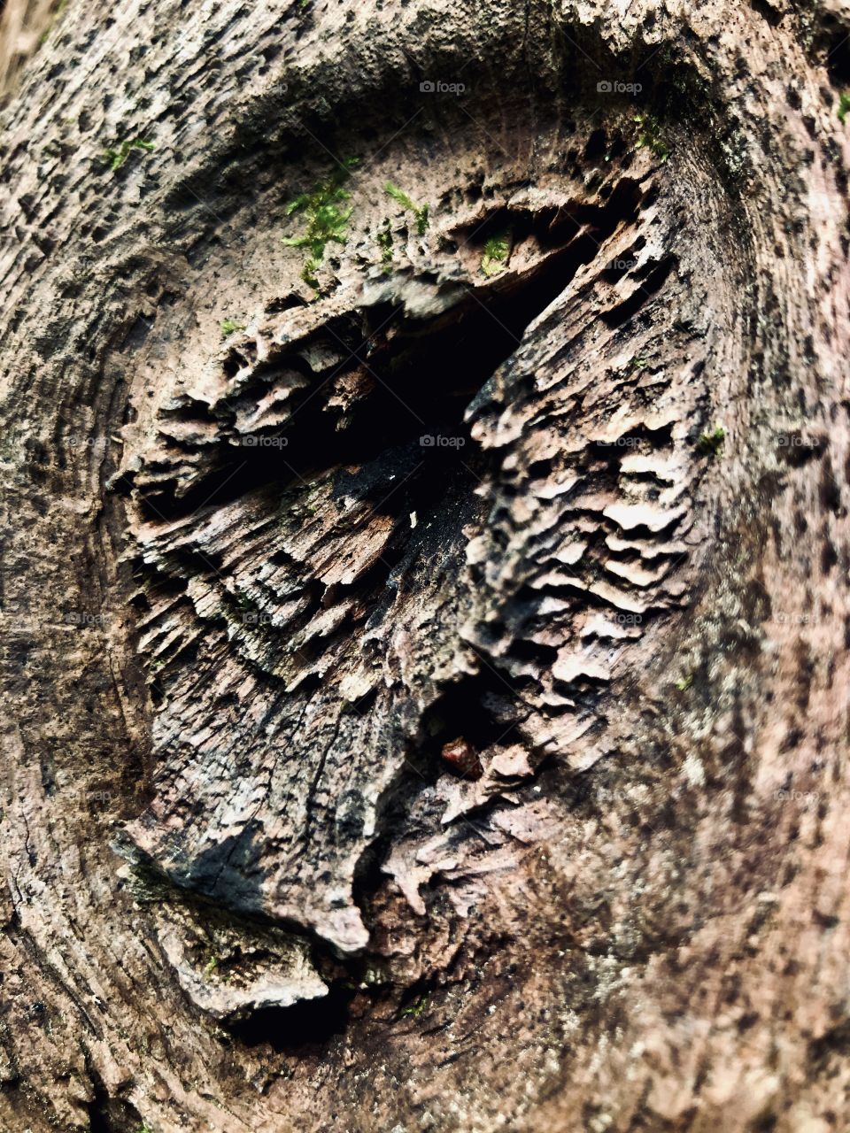 Closeup knothole in dead tree