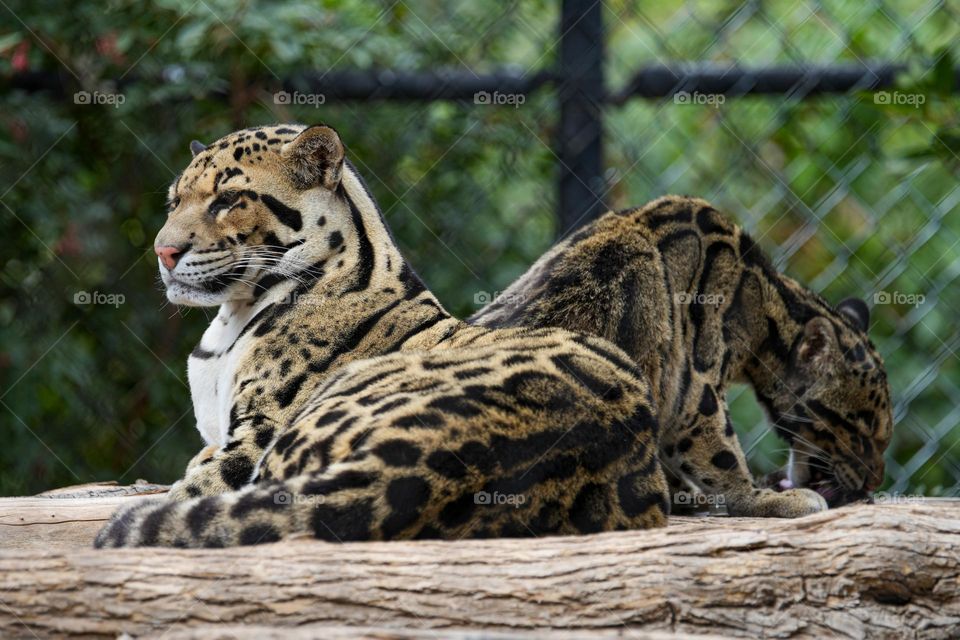 The elegant Clouded Leopard is majestic and captivating