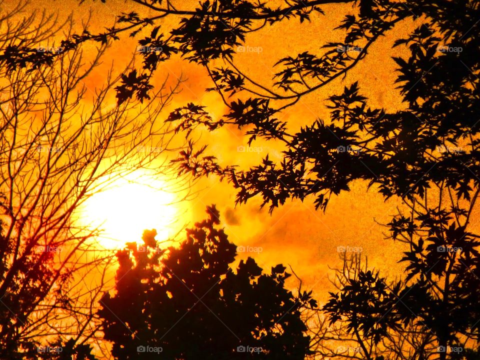 Golden Indy sunset. Sunset behind the trees in indianapolis Indiana 