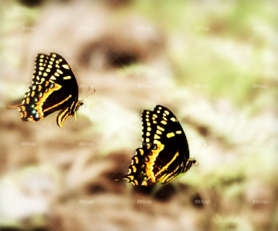 nature butterfly butterflies butterfly twins by lightanddrawing