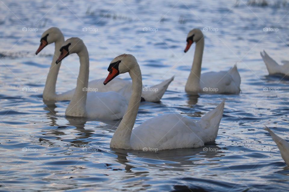 Flock of swans