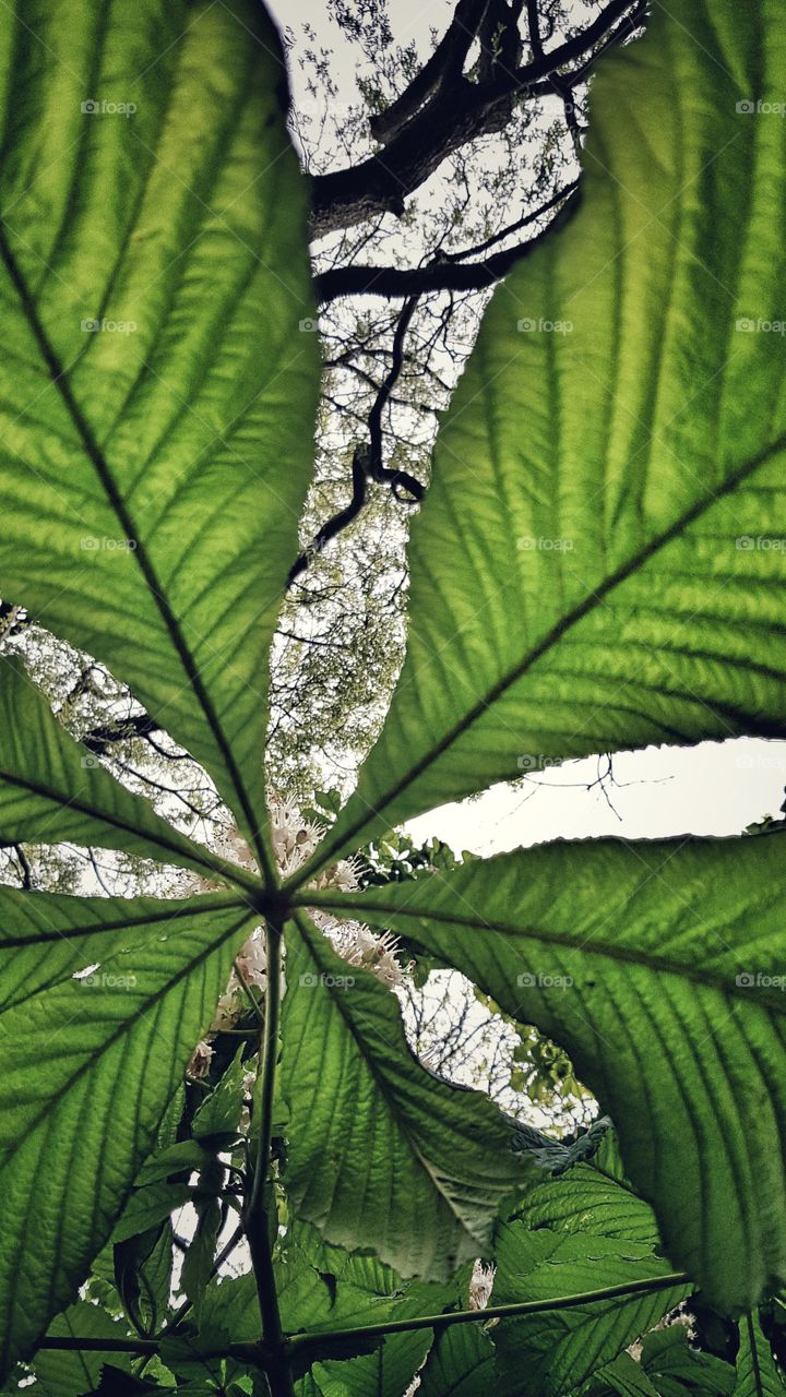 Horse chestnut leaves and flower