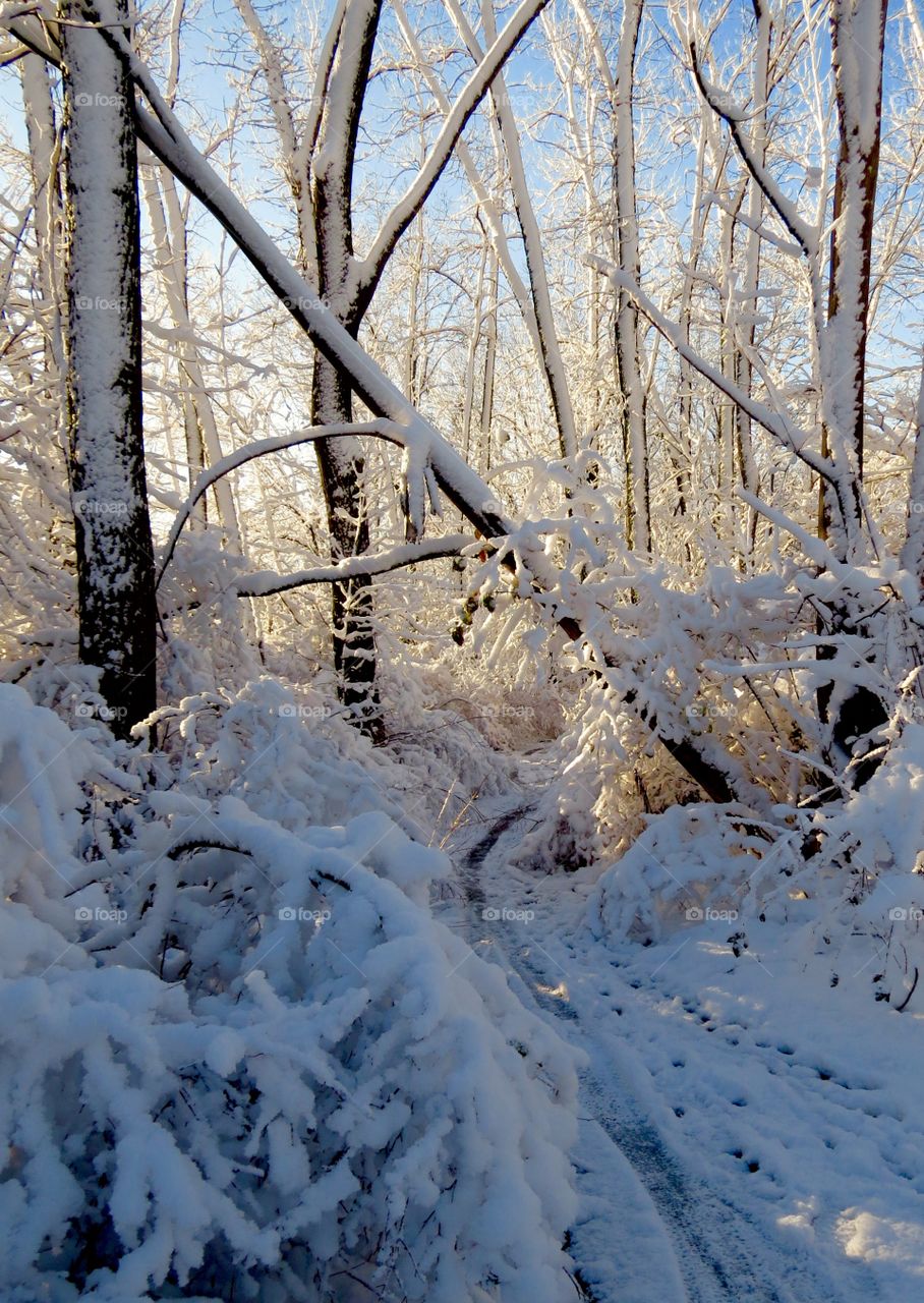 Snowy path