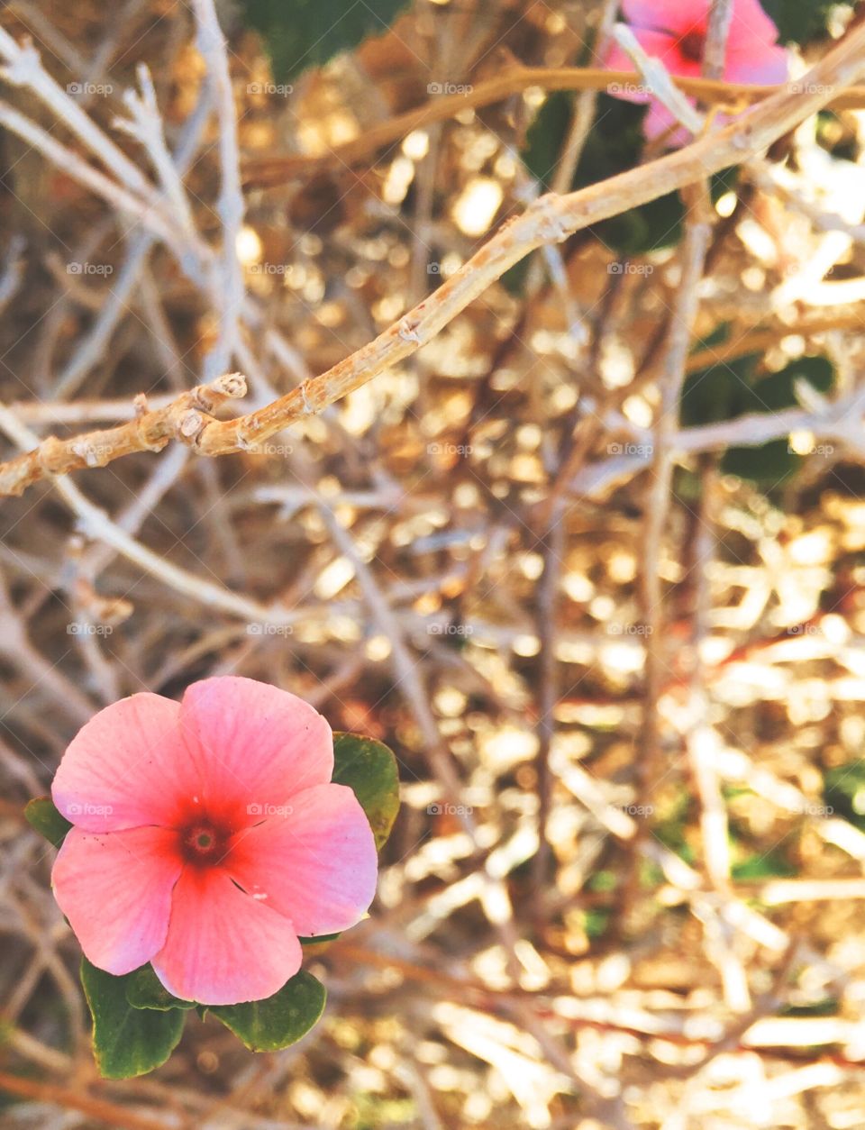 Little Flower amongst thorns 