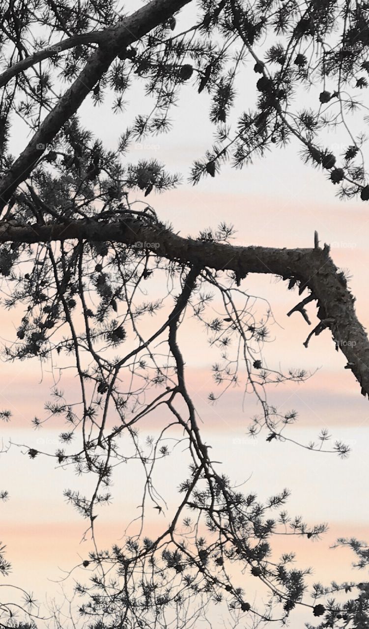 Tree branches against the sunset 
