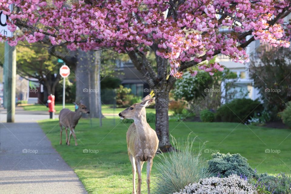 Deer on the corner of the street 