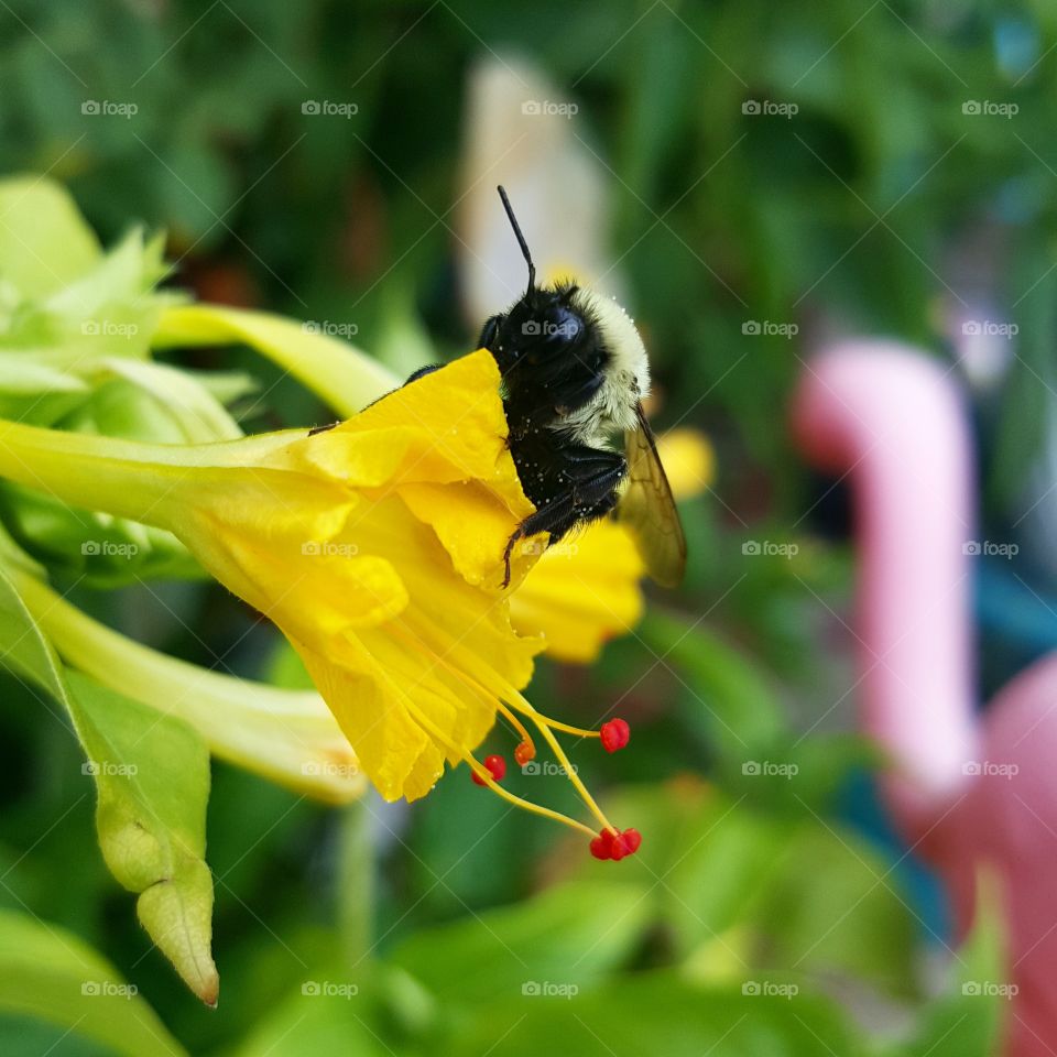 Nature, Flower, Pollen, Insect, Summer