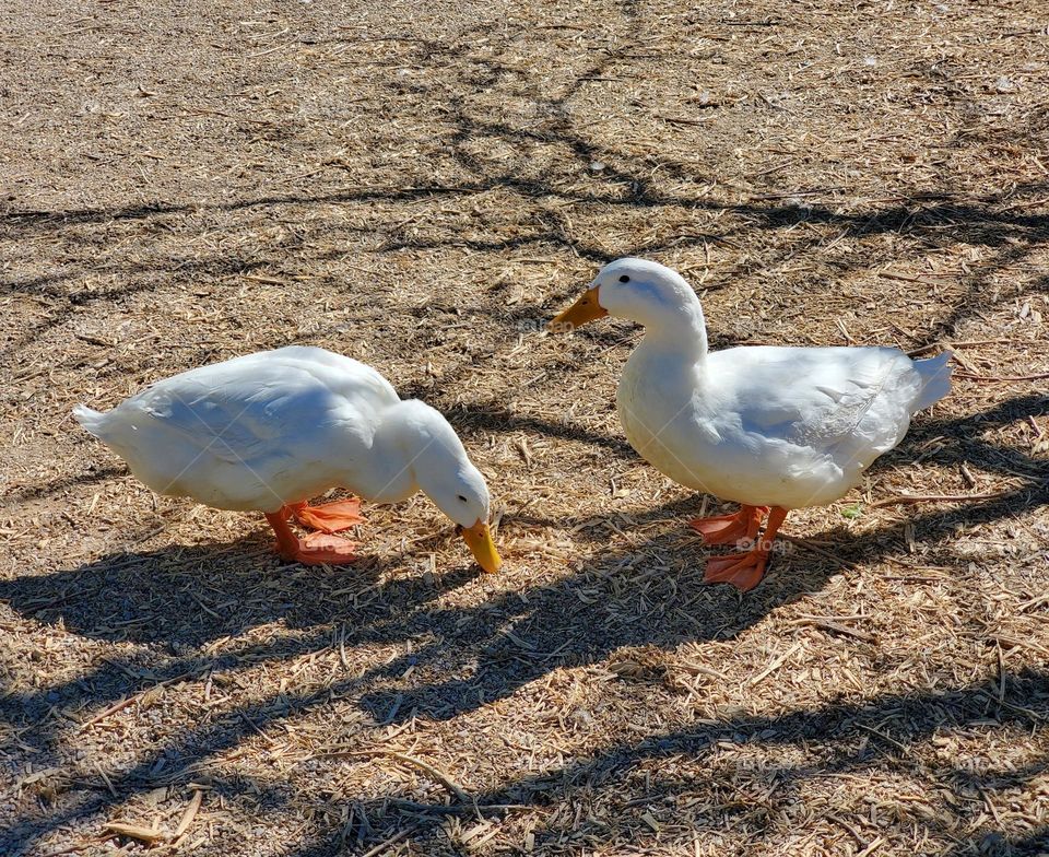 Two White Ducks at the Lake