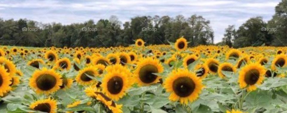 Stunning sunflowers