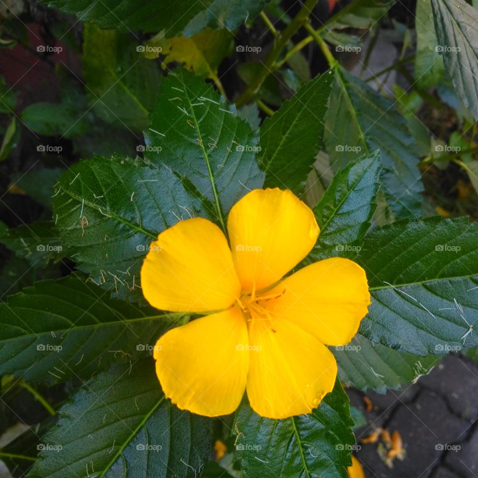 Yellow flower on the garden