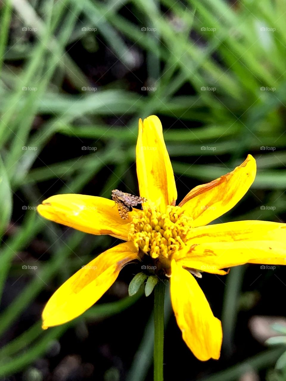 Tiny fly with spotted wings on yellow flower 