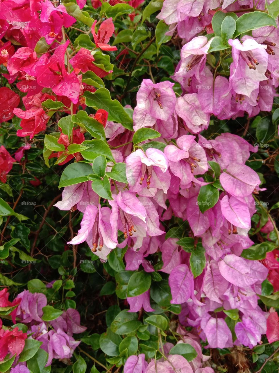Bougainvillea is a perennial plant of the type of shrub.