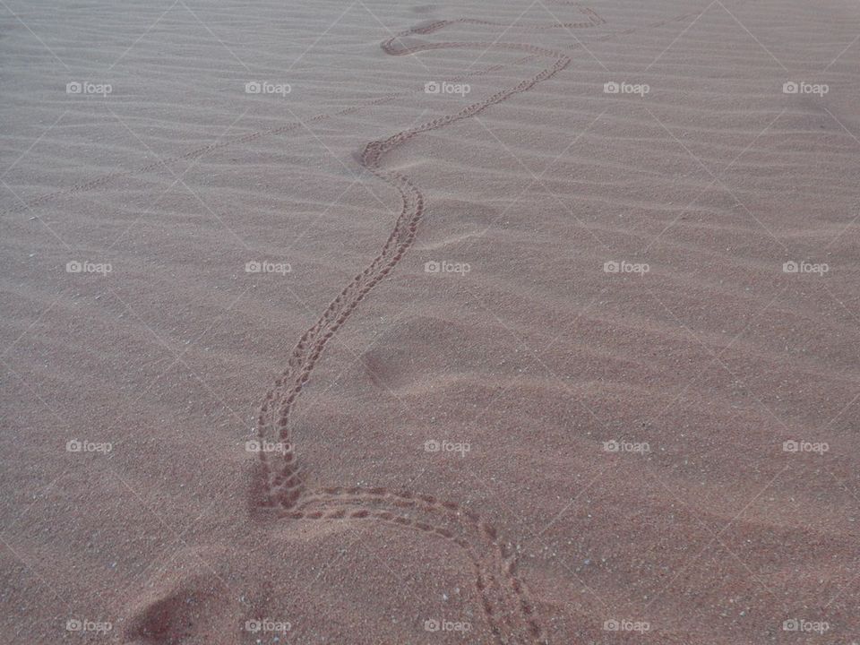 Hermit crab tracks in the sand