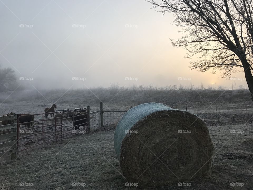 Fog on the Farm