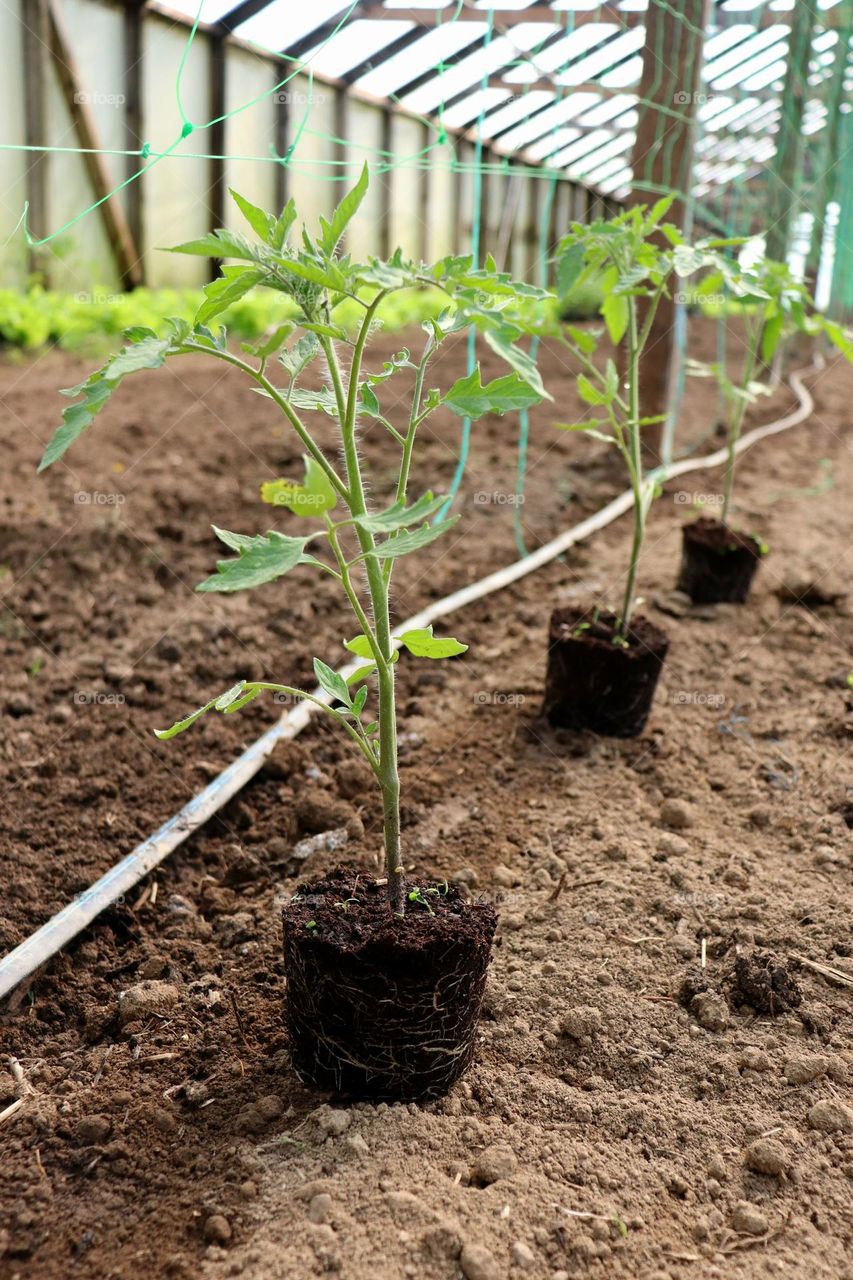 Plant Plants to Celebrate Earth Day