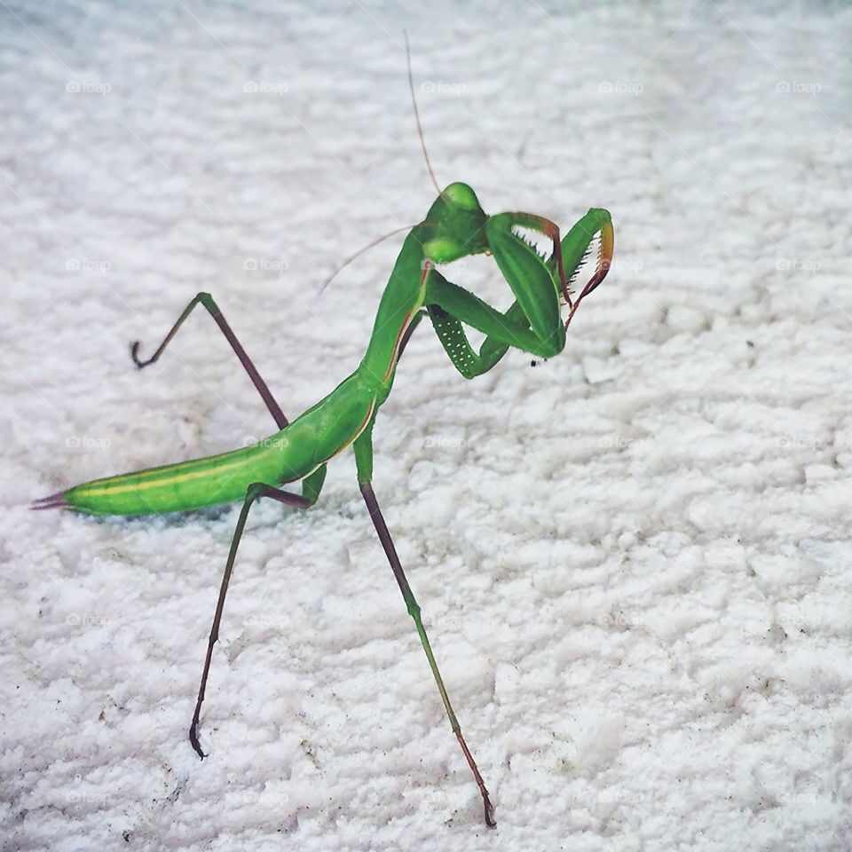 Macro mantis