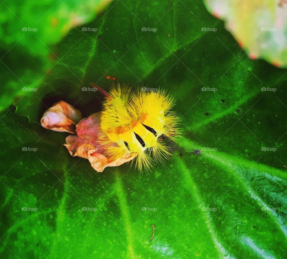 Caterpillar 