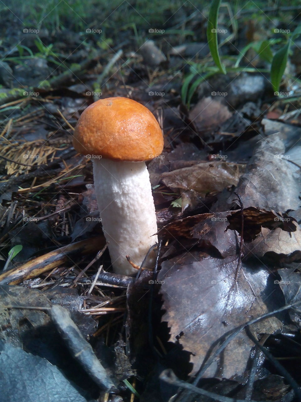 mushroom