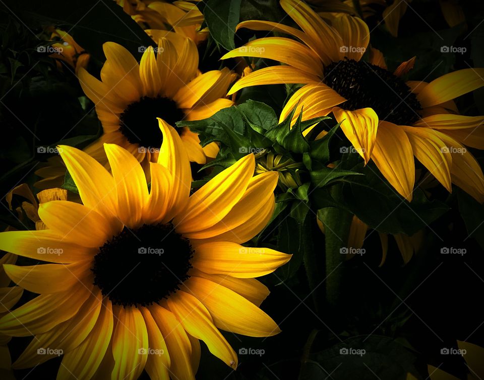 Sun flowers