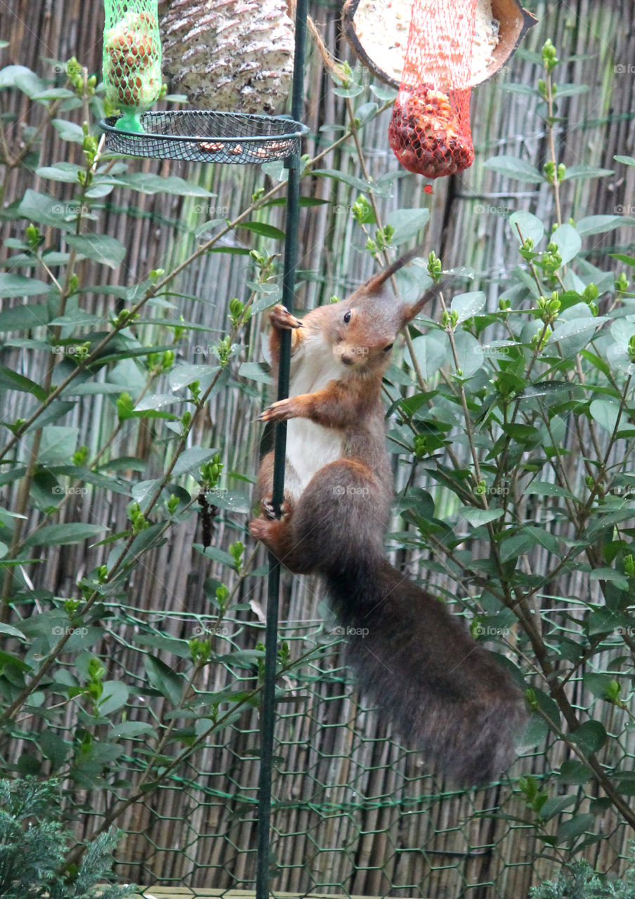 Cute Squirrel hangs around