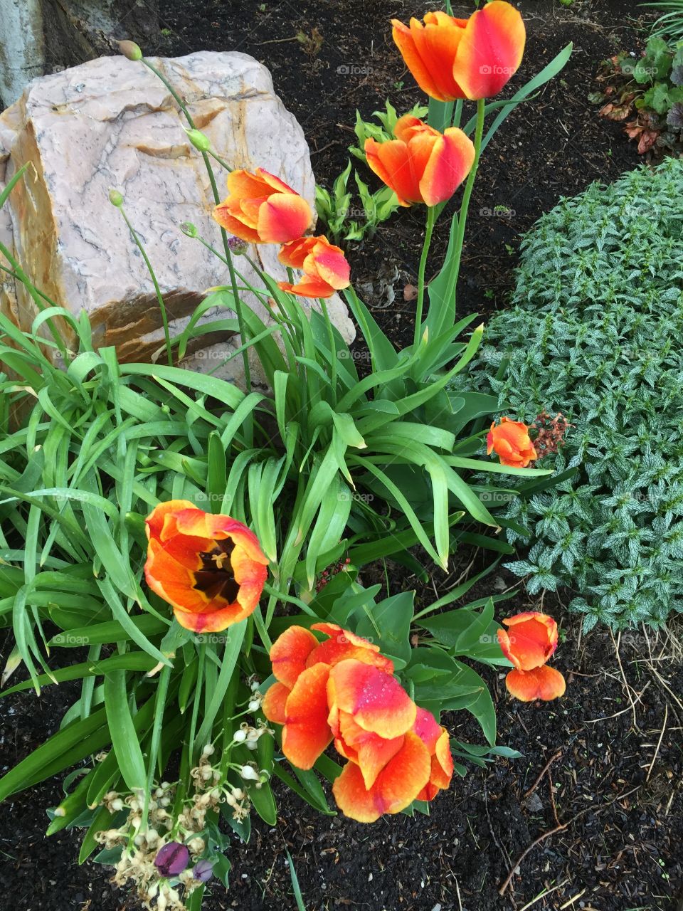 Have you ever seen the rain? Brilliant Sunset Flowers