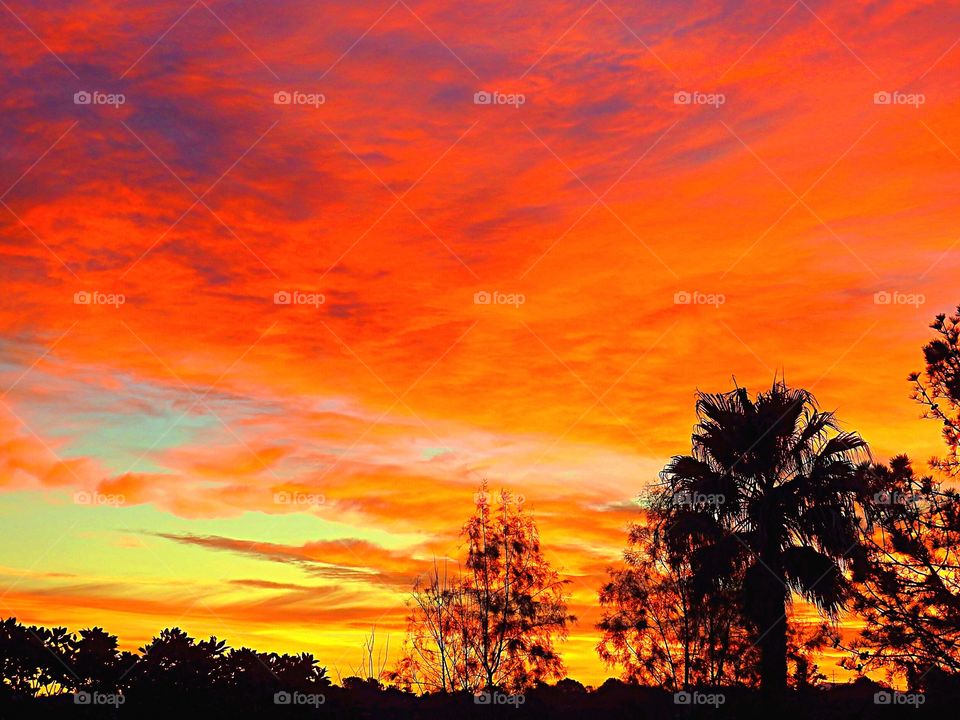 Silhouette of trees against dramatic sky
