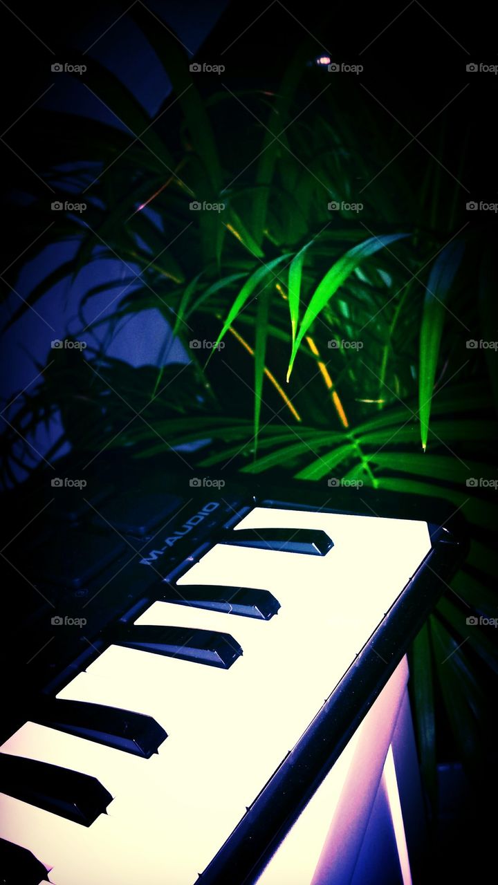 piano in smooth light with a green plant