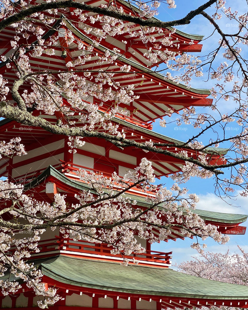 Red five-tier pagoda background with cherry blossoms, blue sky and clouds. A scene that epitomizes Japan.
