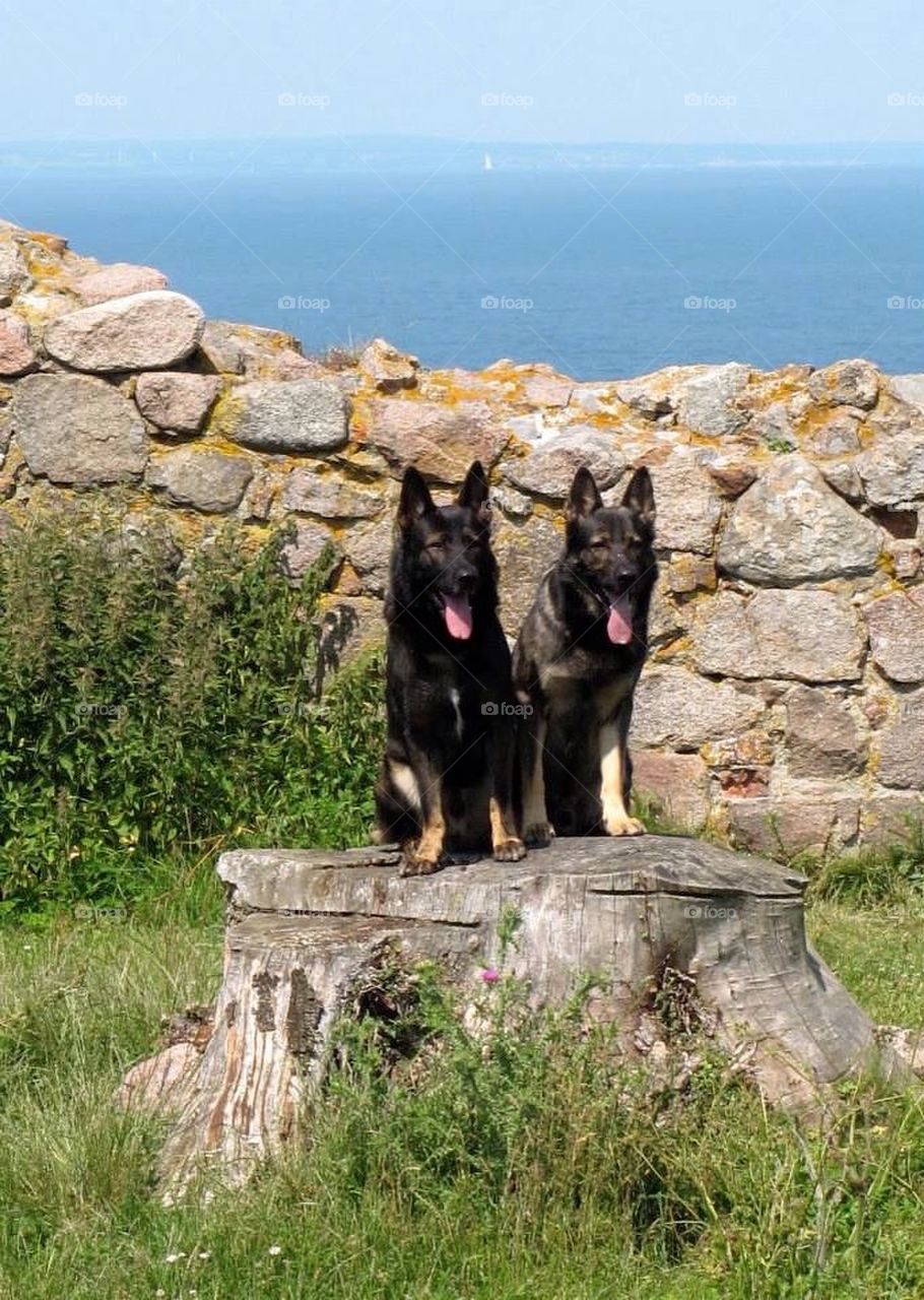 Beautiful German shepherds 