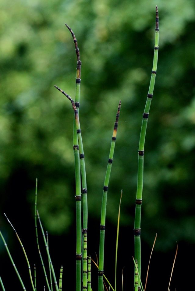 Grass in my garden