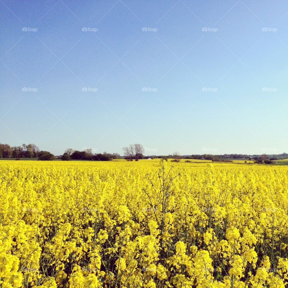 Yellow field 