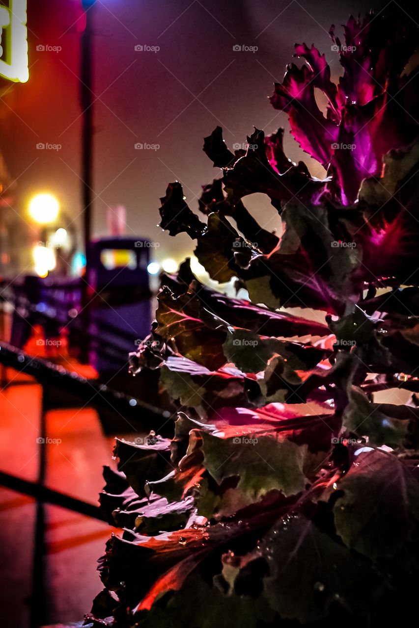 purple kale covered in dew and bathed in neon magenta light at night.