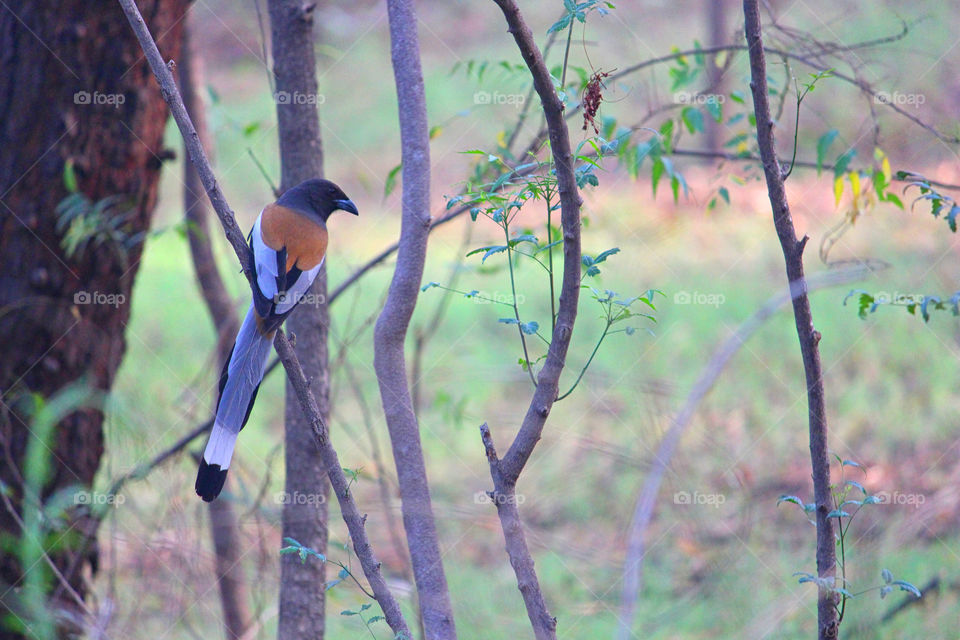 birds on tree forest