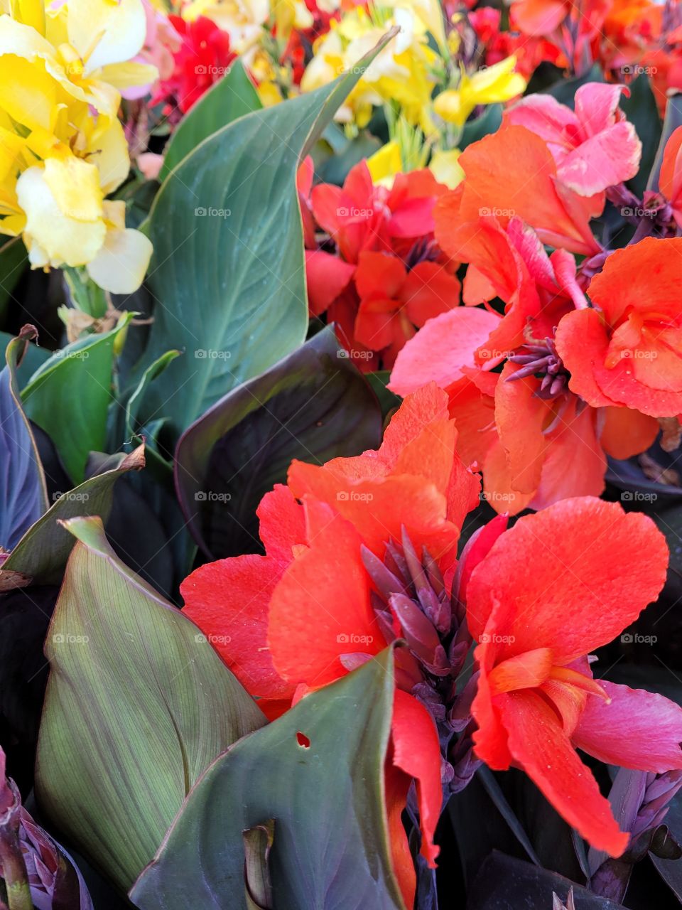 Lush and bright tropical garden with red, pink, and yellow cana lilies, blooms in the summer sun