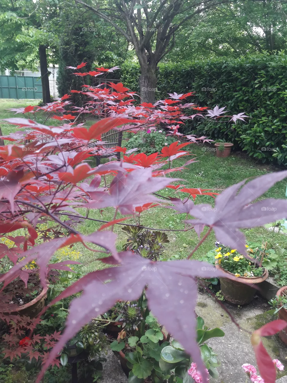 garden