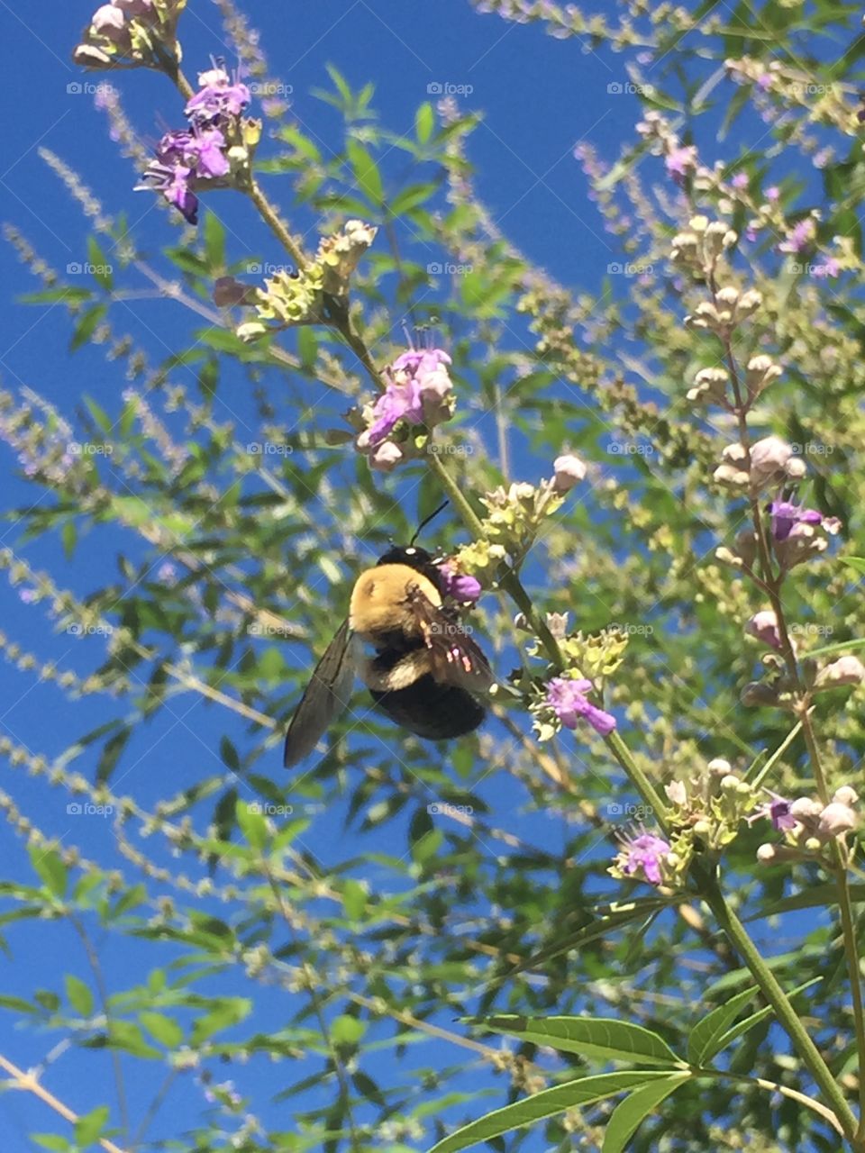 Bee in a tree