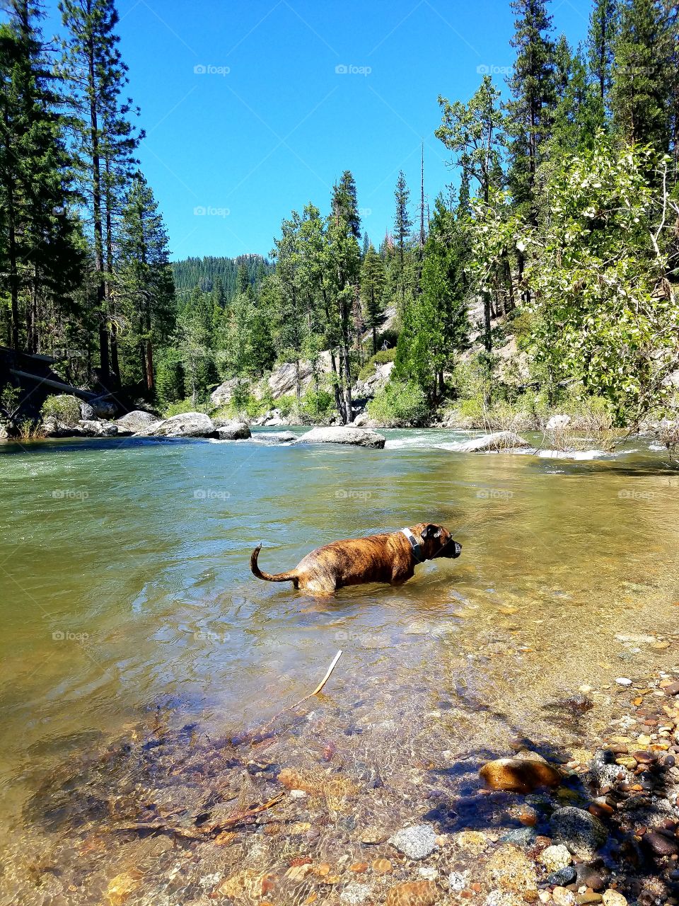 Thor taking a mountain dip!