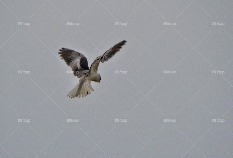 Bird Of Prey. American Goshawk Hovering In Mid-Air
