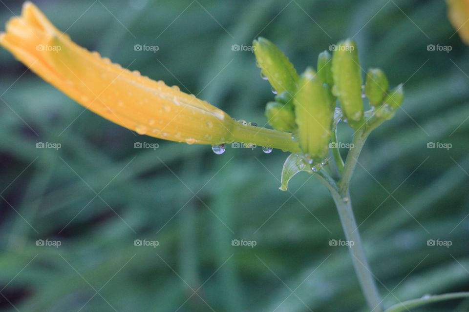 Rain drops on plant