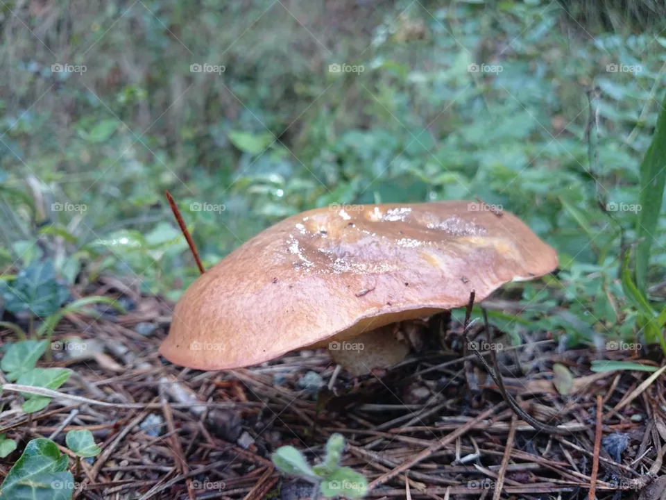 Mushrooms 