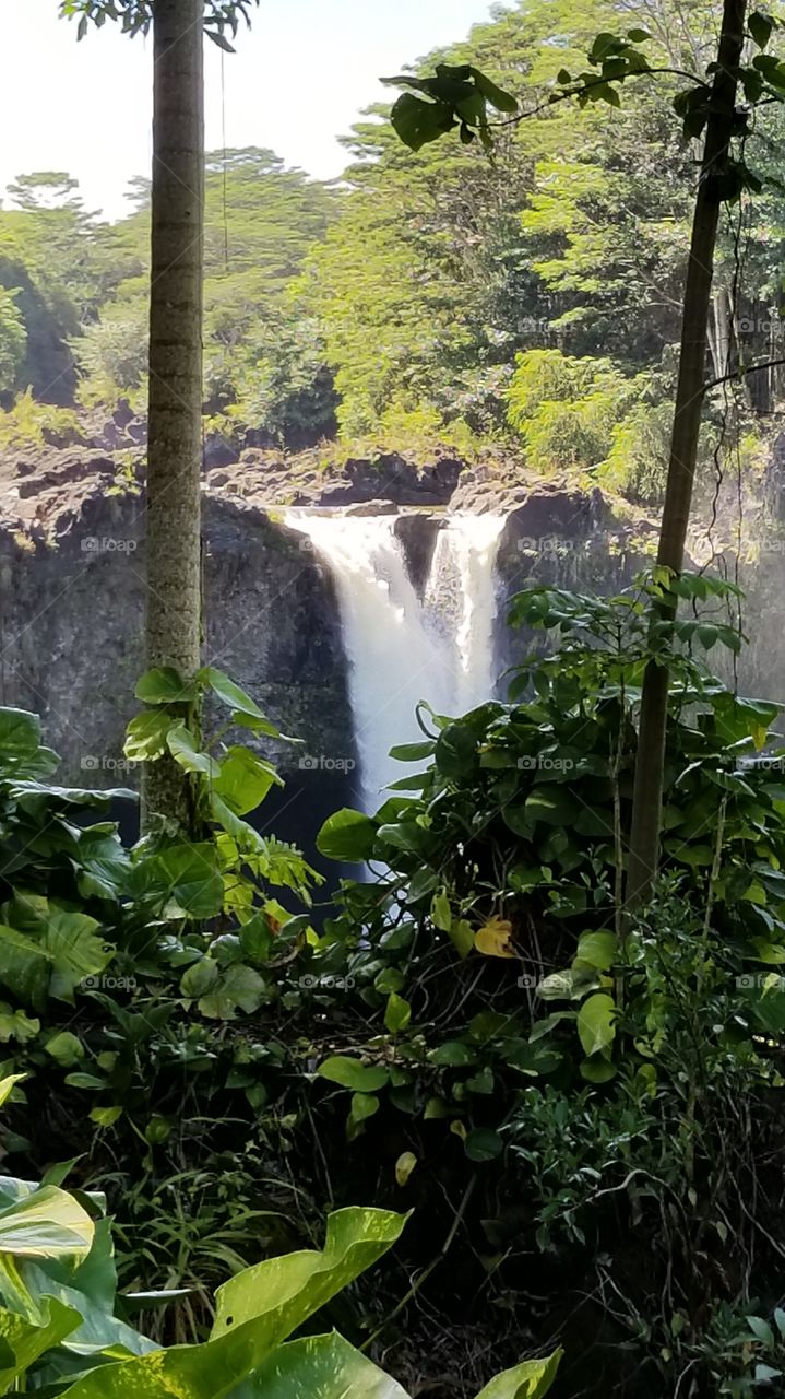 Hilo Hawai'i landscape