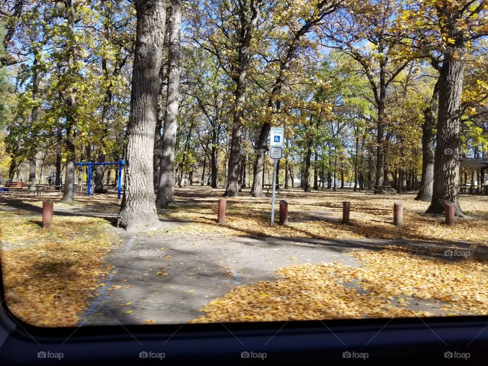 Tree, Road, Fall, Guidance, Park