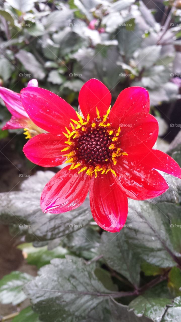 Amazing Dahlia