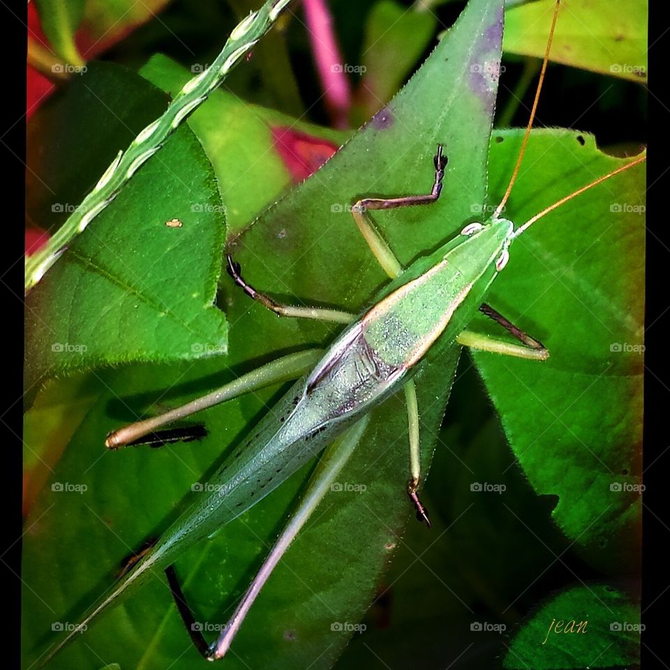 grasshopper