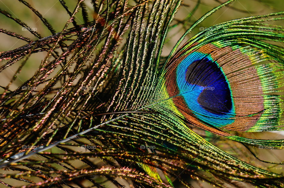 Peacock feather. The vivid colors of a beautiful peacock feather. 