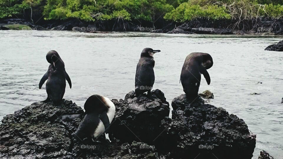 THE WORLD OF THE PENGUINS.