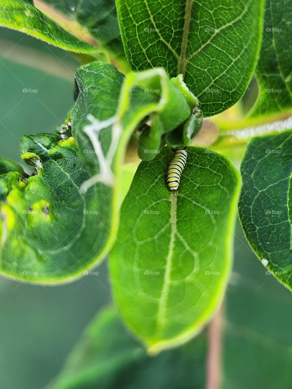 Monarch Catepillar