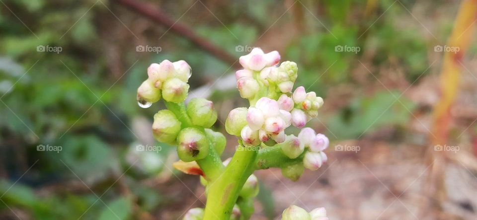 Vegetable Flowers